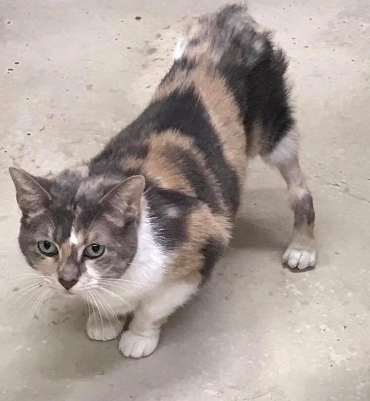 Кошка. Источник фото: https://koteiki.com/osobennaya-koshechka-raznaya-dlina-lapok-ne-meshaet-ej-byt-krasotkoj/