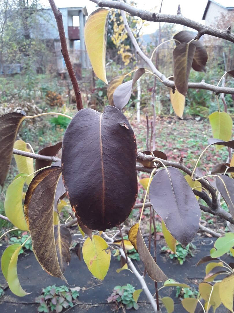 И поздней осенью, когда на деревьях почти не осталось листвы, странный "шоколадный" цвет листьев привлек внимание