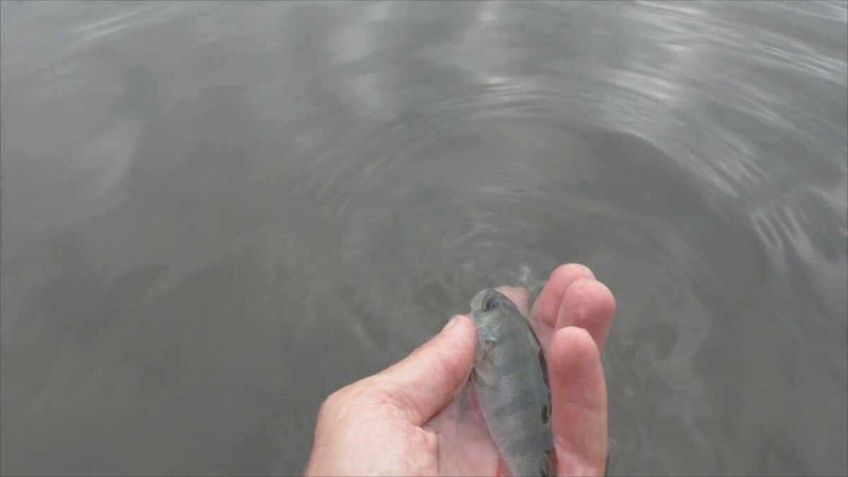 Попадалась и мелочь, которую приходилось отпускать