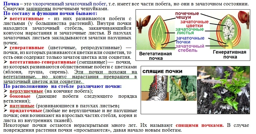 1. Правильно ли, что: "Почка - это зачаточный побег".? 2. Генеративная почка на 