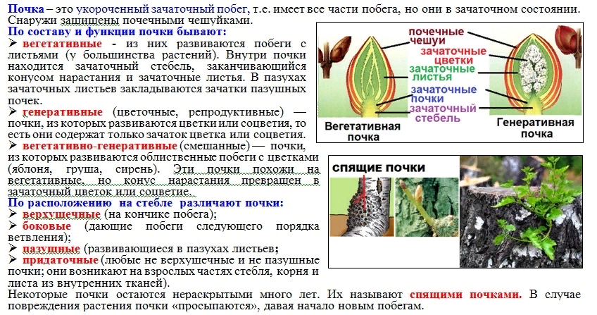 Почему почки называют биологическим фильтром. Видоизменения листьев и побегов таблица. Видоизменения побега почки. Строение почки растения. Побег и почки 6 класс биология.