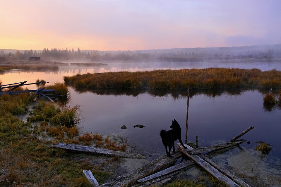 Утро на болоте