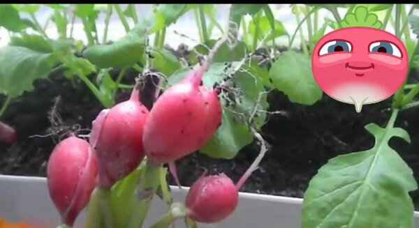 Выгонка на зелень.