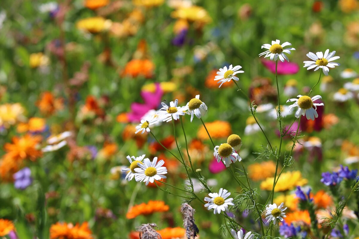 Сад полевых цветов