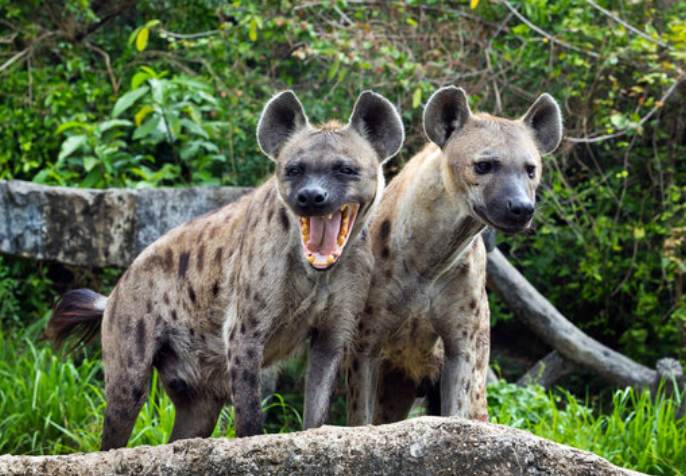 Гиены