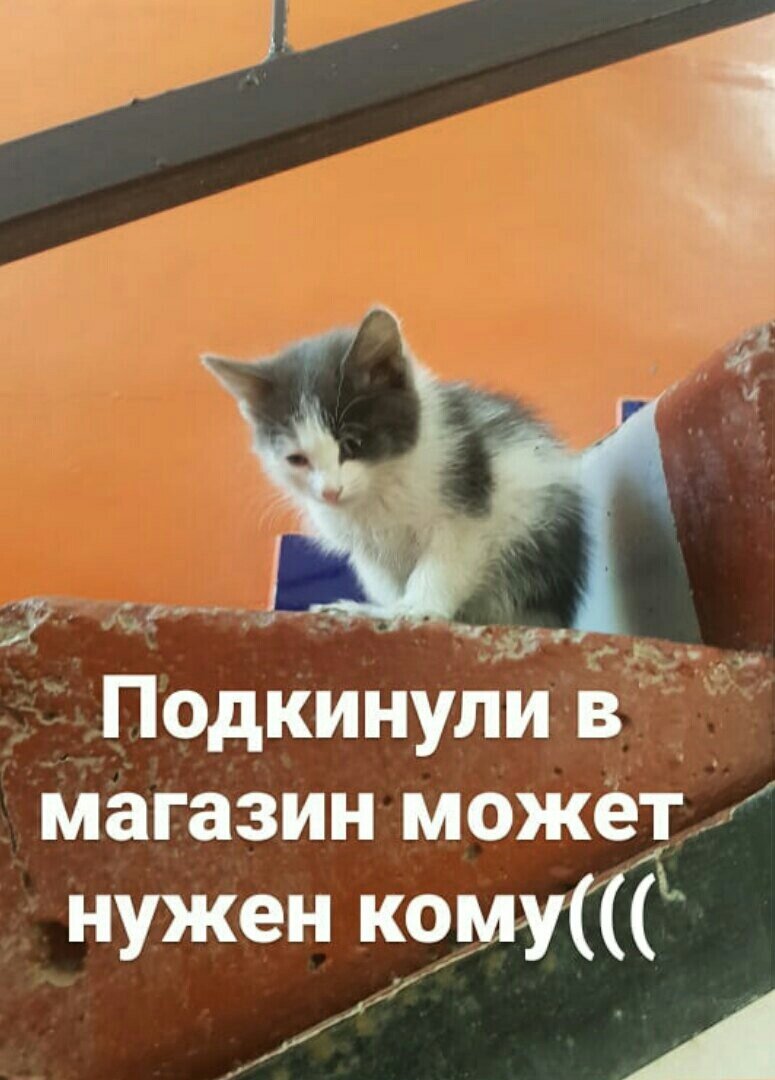 Фото из одного из постов с просьбой о помощи. Котик пристроен.