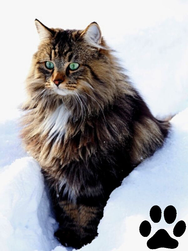 Норвежская Лесная Кошка