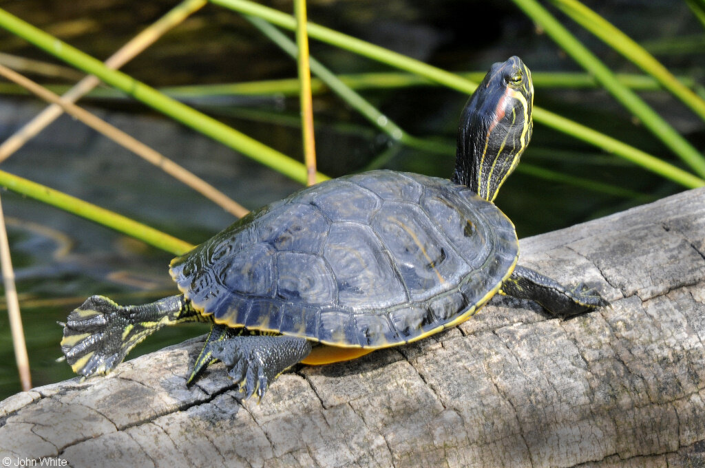 Красноухая черепаха вида Scripta Scripta 