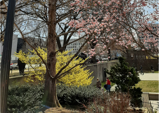 Фото автора. Март 2021 года. Национальный Молл, Вашингтон. Зацветают первые вишни.