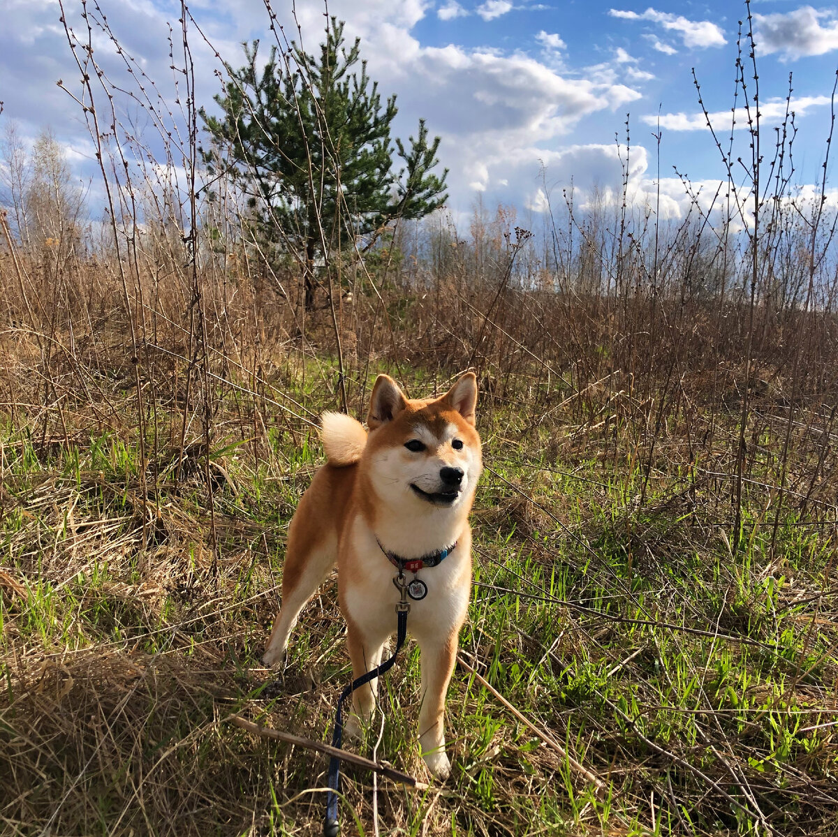 Кики уже совсем здоровая