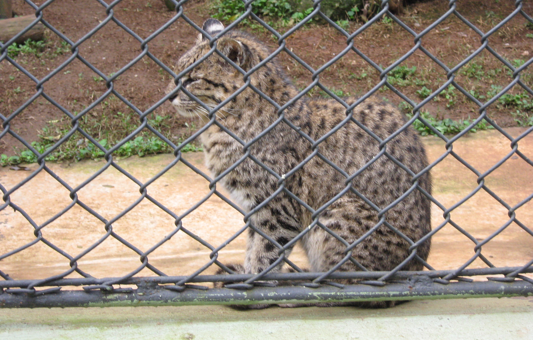 Леопард. Тоже достаточно редкая киса. Зоопарк Сан-Паулу. Фото мое.