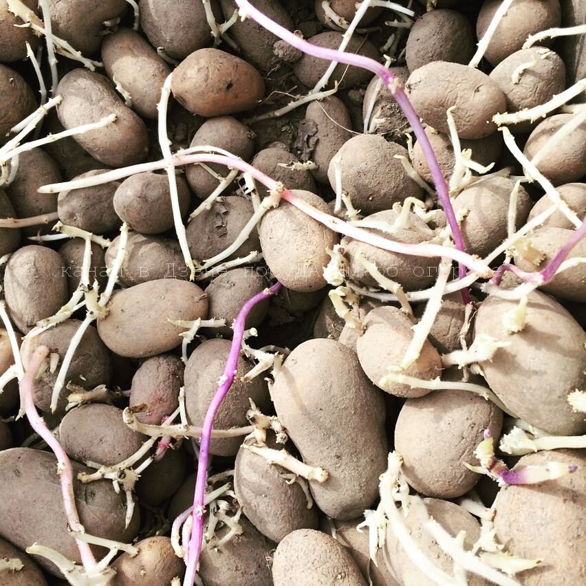 Переживаю, что картофель у меня сильно перерос, никогда такого не было