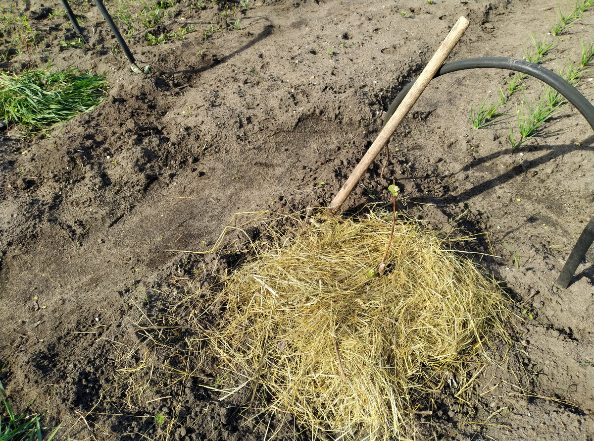 Виноградик