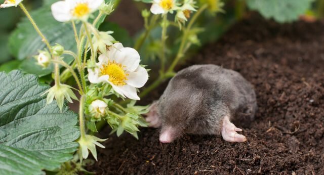 Как избавиться от кротов: экологичная обработка участка 
Источник: https://www.botanichka.ru/article/kak-izbavitsya-ot-krotov-ekologichnaya-obrabotka-uchastka/