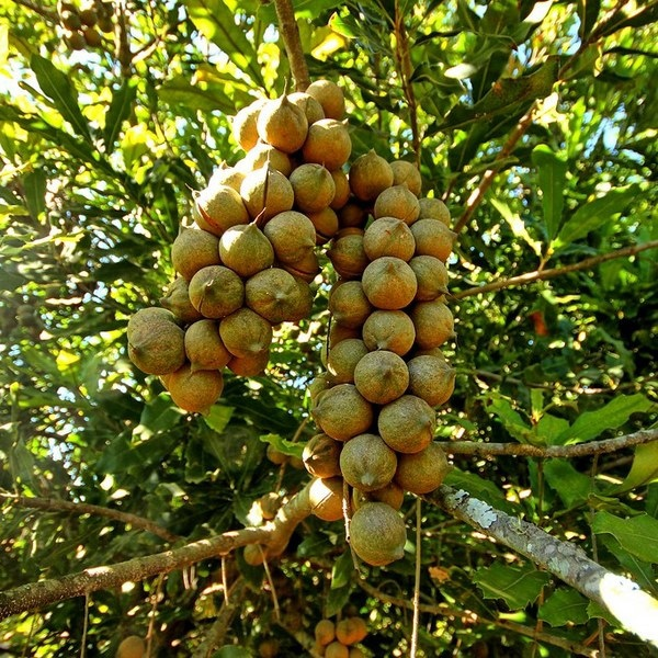 Макадамия в естественной среде обитания.