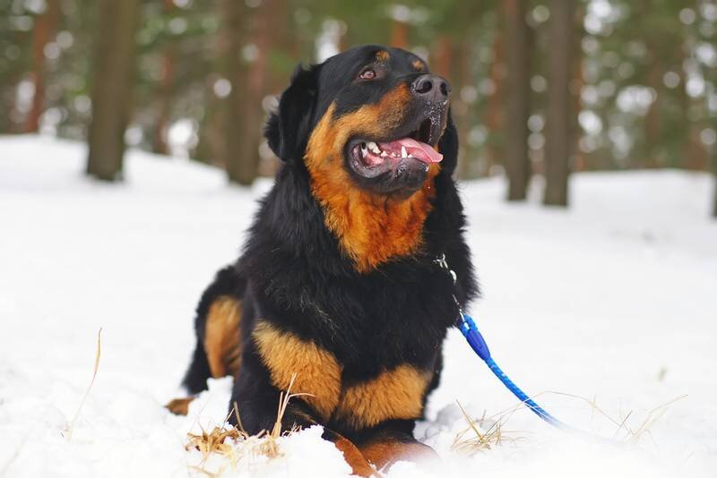 Бурят-монгольский волкодав