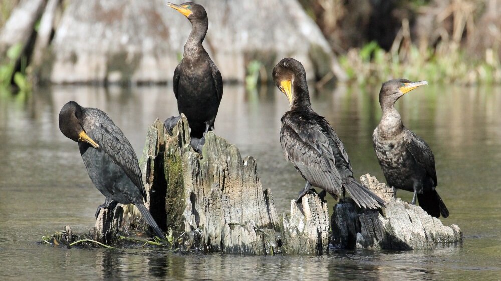 Птицы видео. Живут ли бакланы в Псковской области. Cormorant SC. Cormorant - dwellings (2011).