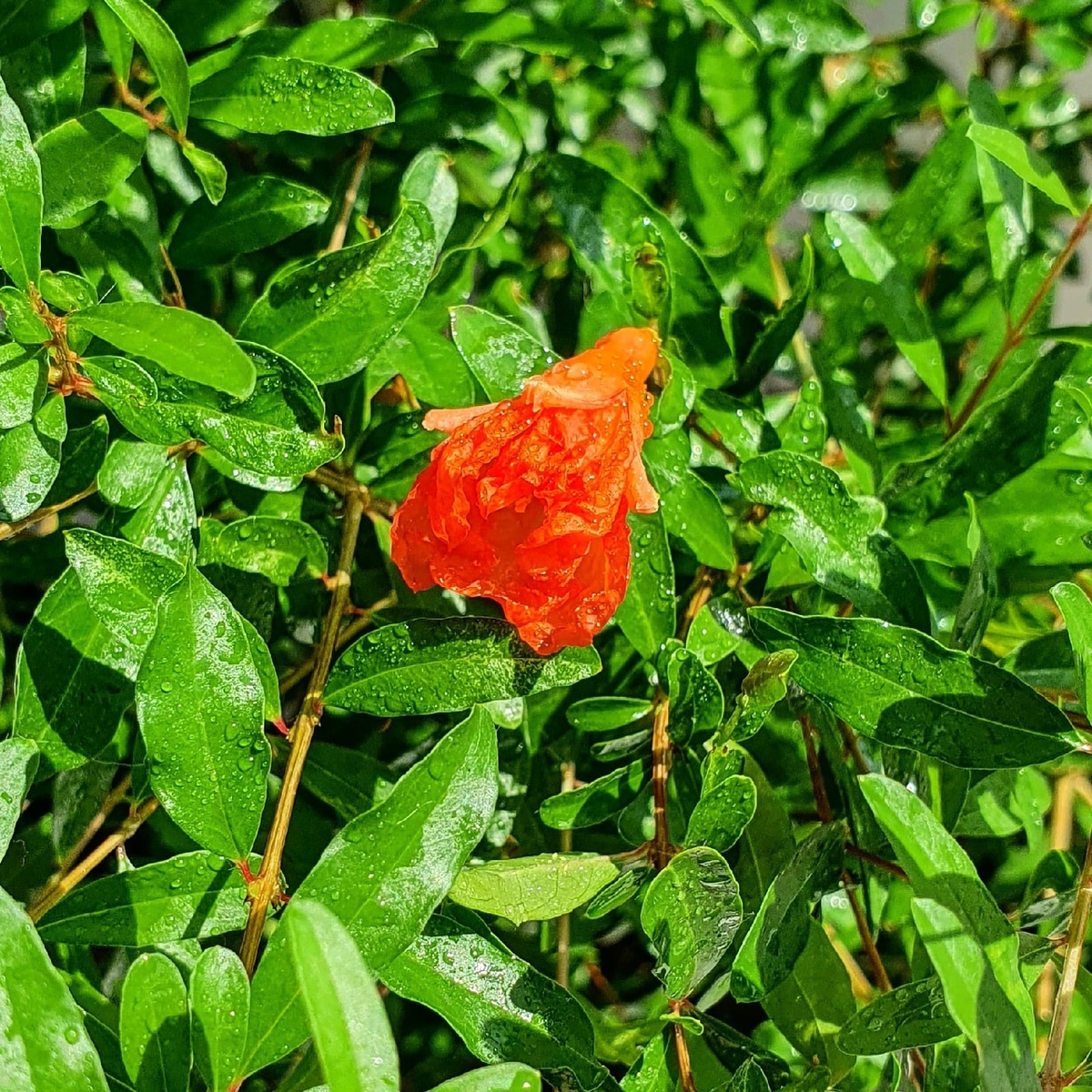 Фото Лужецкой Натальи цветок ее граната 5 июня 2021 года 