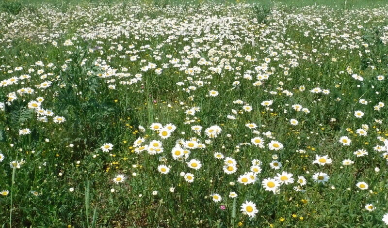 Нивяник на лугу к югу от Борисова озера.