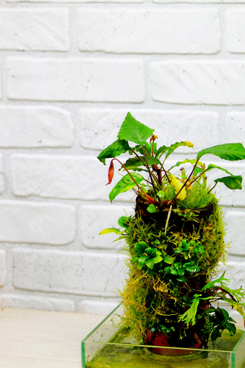 Фото и коллекция автора masteritayaplants