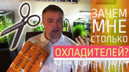 Аквариум для креветок. 5 месяцев. Новое охлаждение. Первая прополка