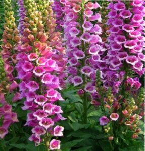 Красавицы наперстянки