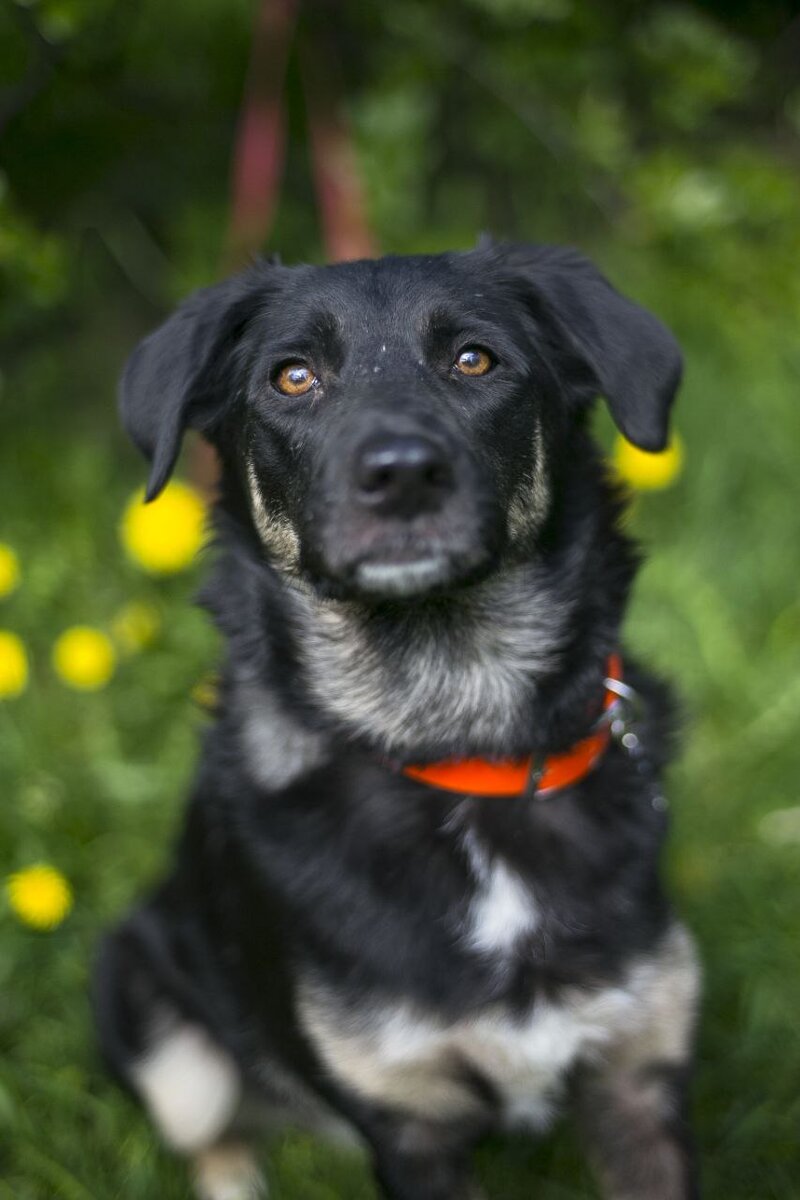 Аза. Компактная и очень милая собачка