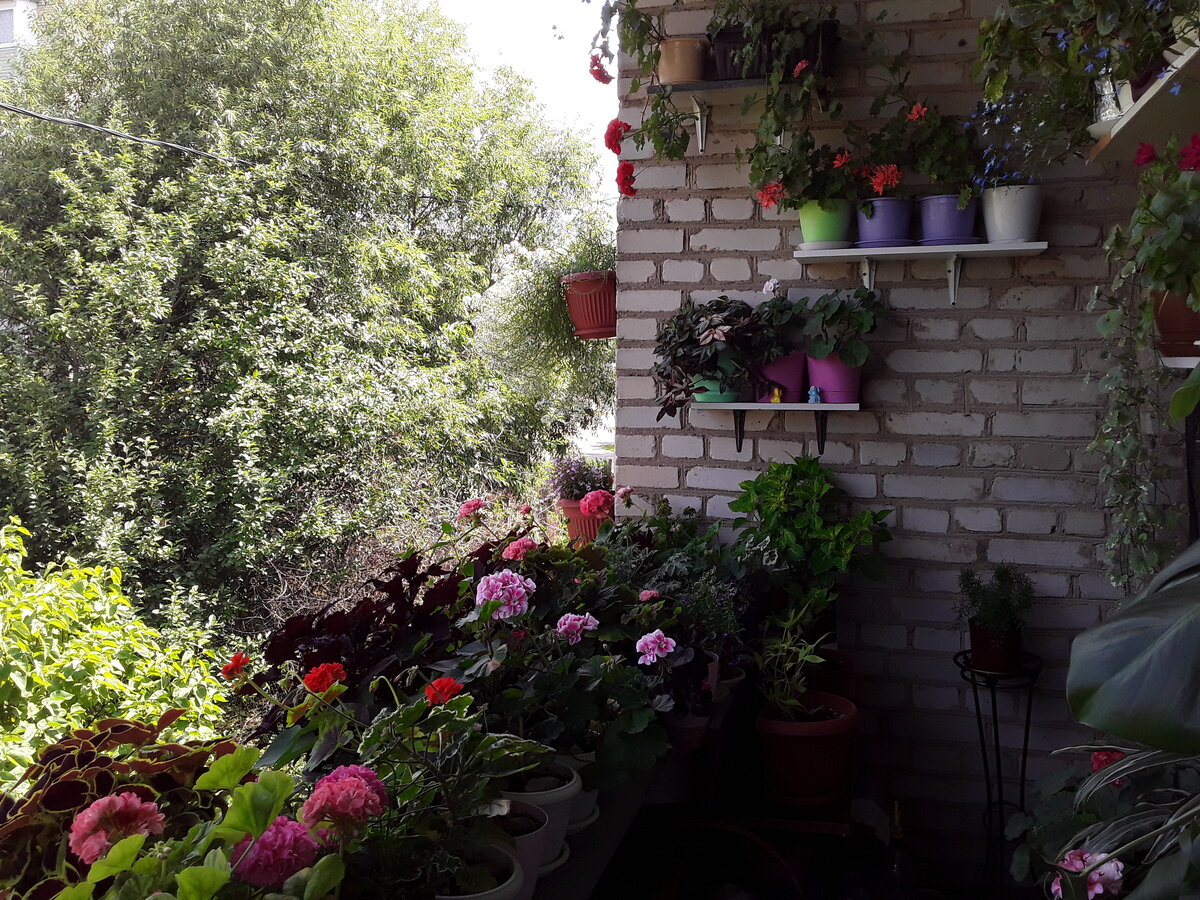 Добавлю немного цветочных зрелищ)