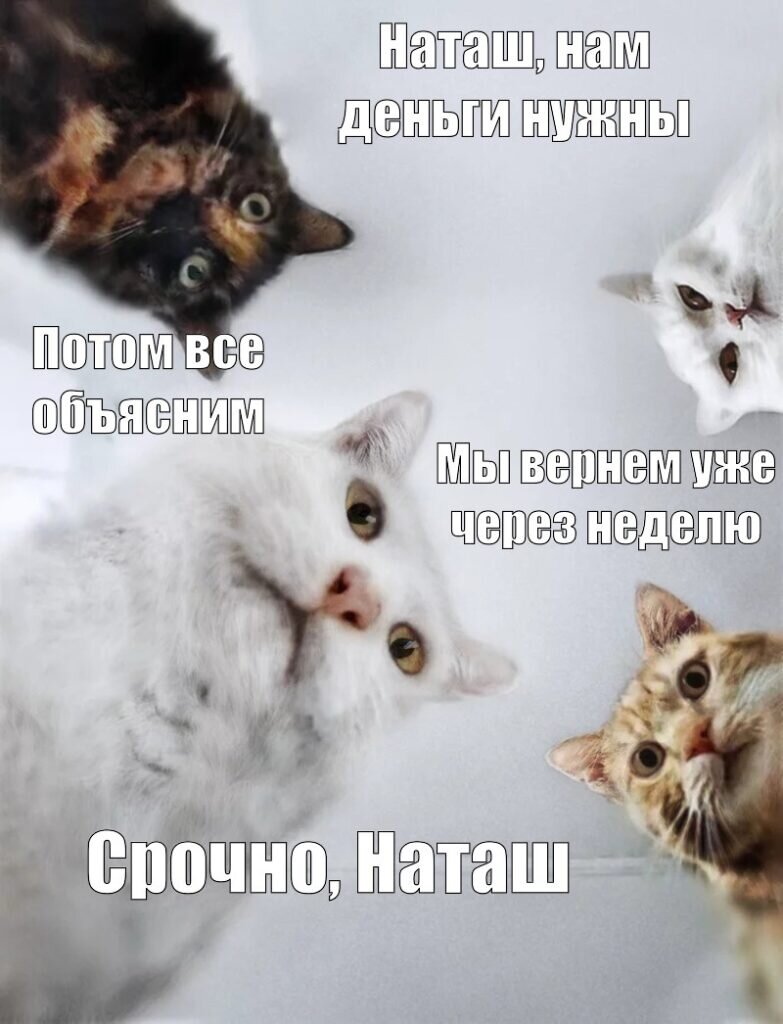 Кот мем есть