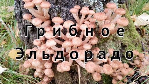 Грибное Эльдорадо . Невероятное обилие грибов . Тихая охота . Грибная пора . Пошли опята . Грибы .