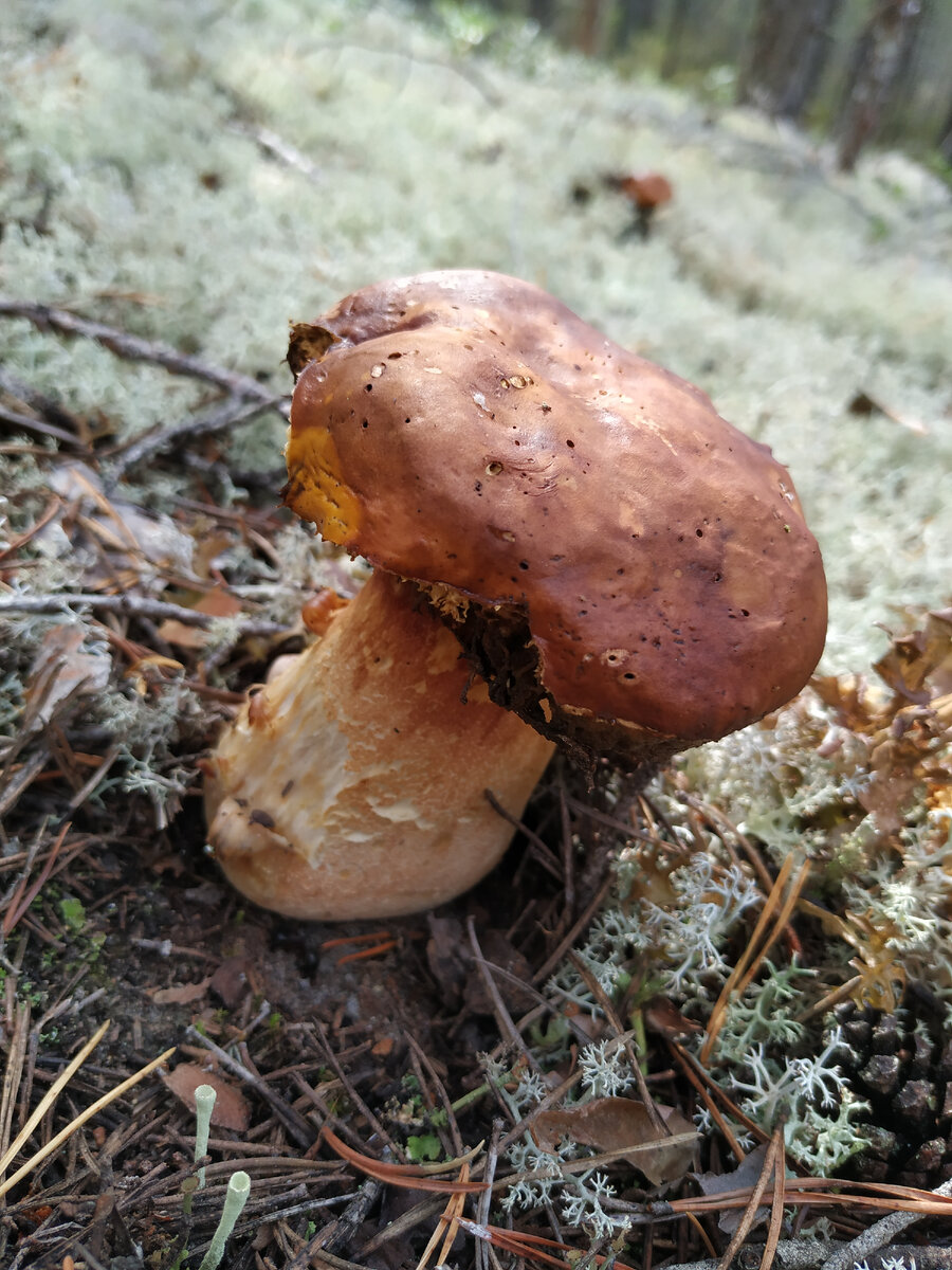 Поле переросткоа.