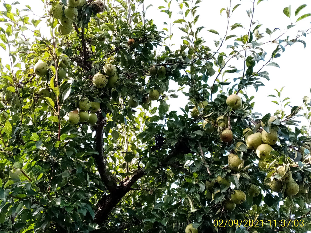 Моя больная красавица