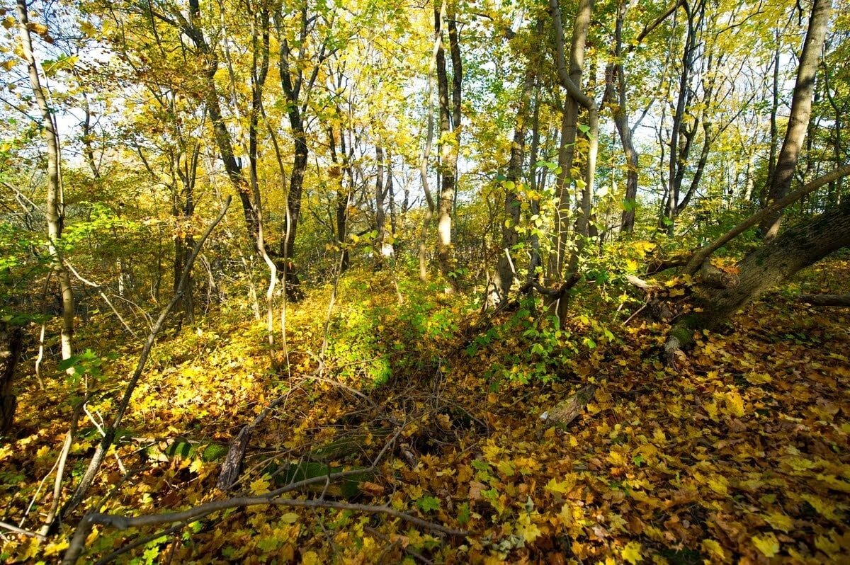 Осенний пейзаж вблизи сада, фото из архива Телеграмм канала