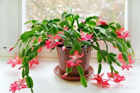 Цветущий зимой кактус Шлюмбергера, он же декабрист