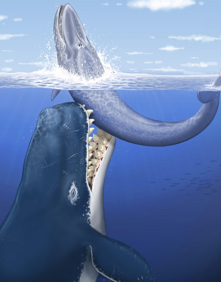 Левиафан Мелвилла - гигантский кашалот из среднего миоцена Тихого океана. Автор изображения: C. LETENNEUR