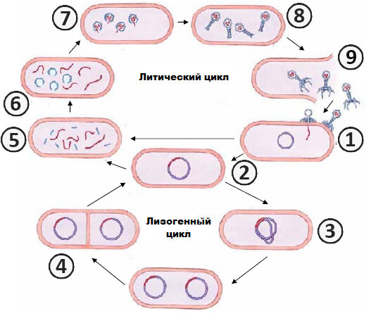 Источник схемы: https://www.pesticidy.ru/dictionary/Lysogenic_cycle