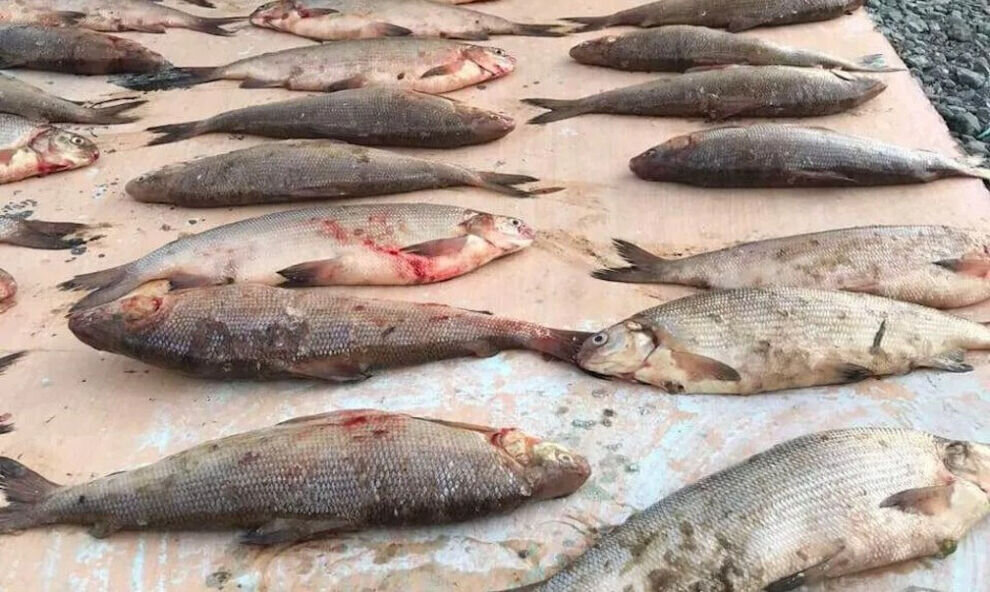    Ямалец заплатит 185 тысяч рублей за незаконный вылов чира