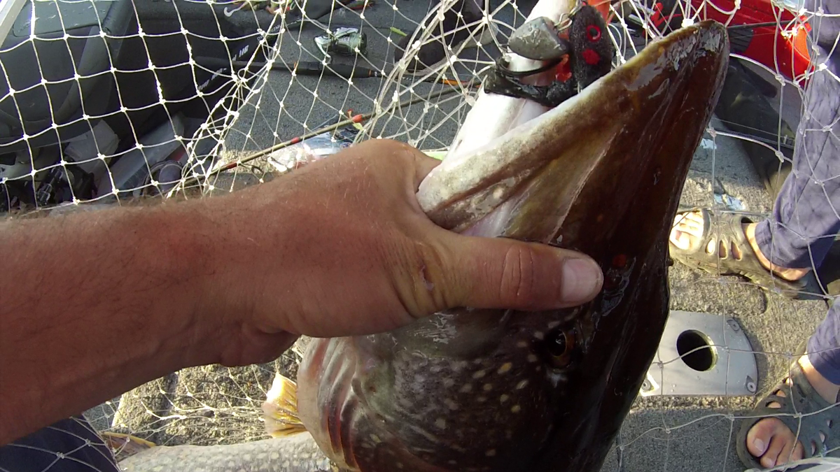 Трофейная щука на поролошку