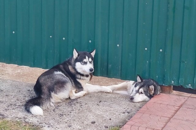    Фото: Из архива/ Инициативная группа по защите животных г. Тверь