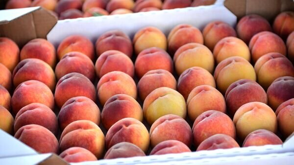   © Sputnik / Константин Михальчевский