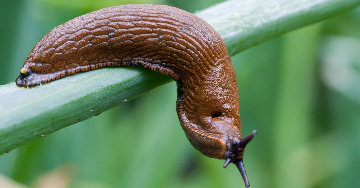 Полевой слизень. Слизень. Пашенный слизень. Слизнь. Слизни и улитки.
