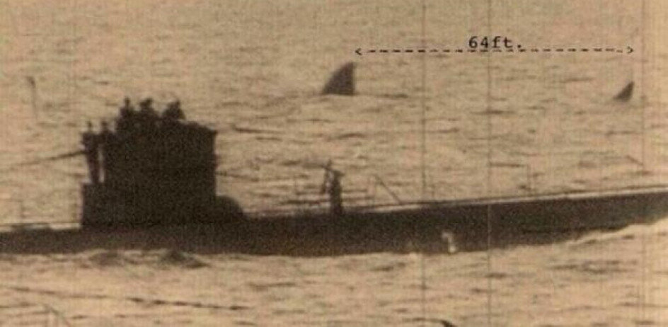 Официальная позиция научного сообщества не останавливает «исследователей». Некоторые вообще считают убедительным основанием существования мегалодона результаты опроса среди студентов.