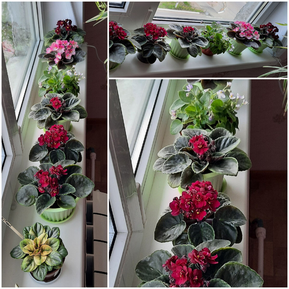 Подоконник с фиалковой красотой. Фото автора