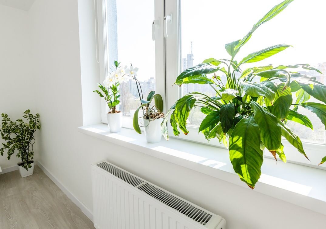    За окном холодно, а на подоконнике жарко