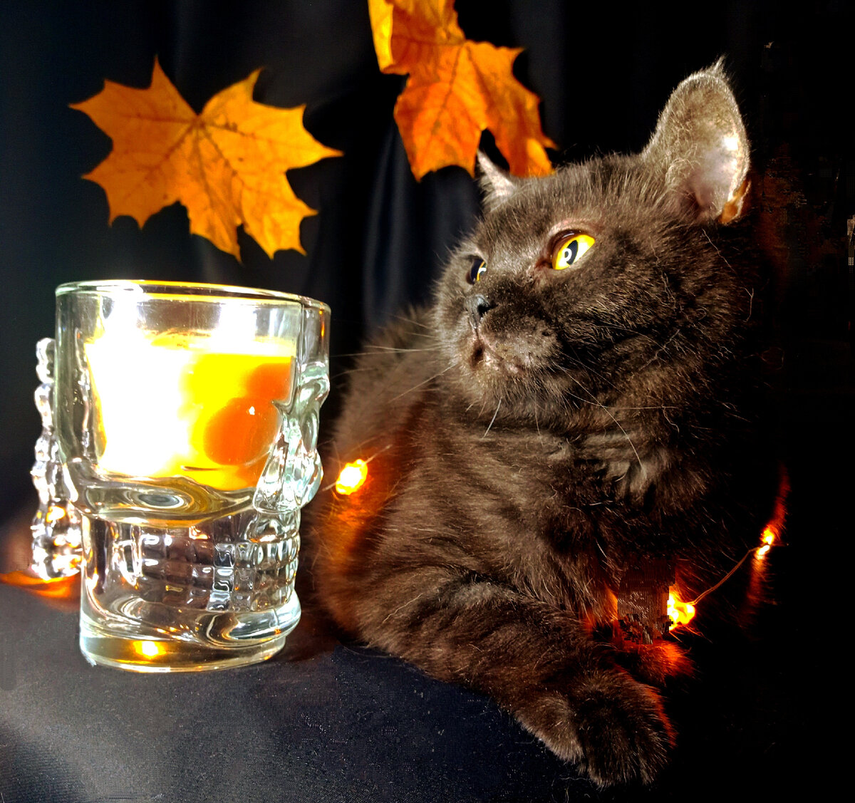 Самое время вставить Кошкинью