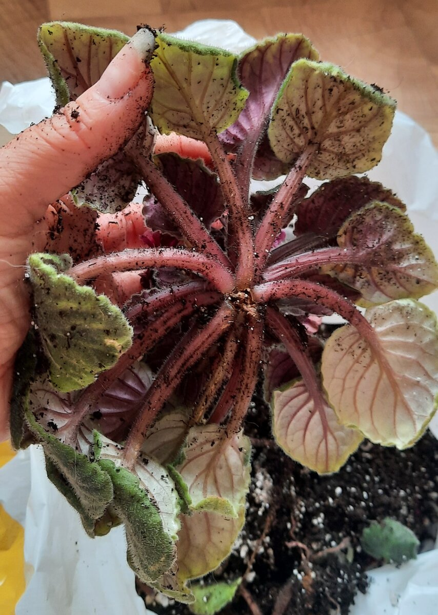 Корни сгнили все