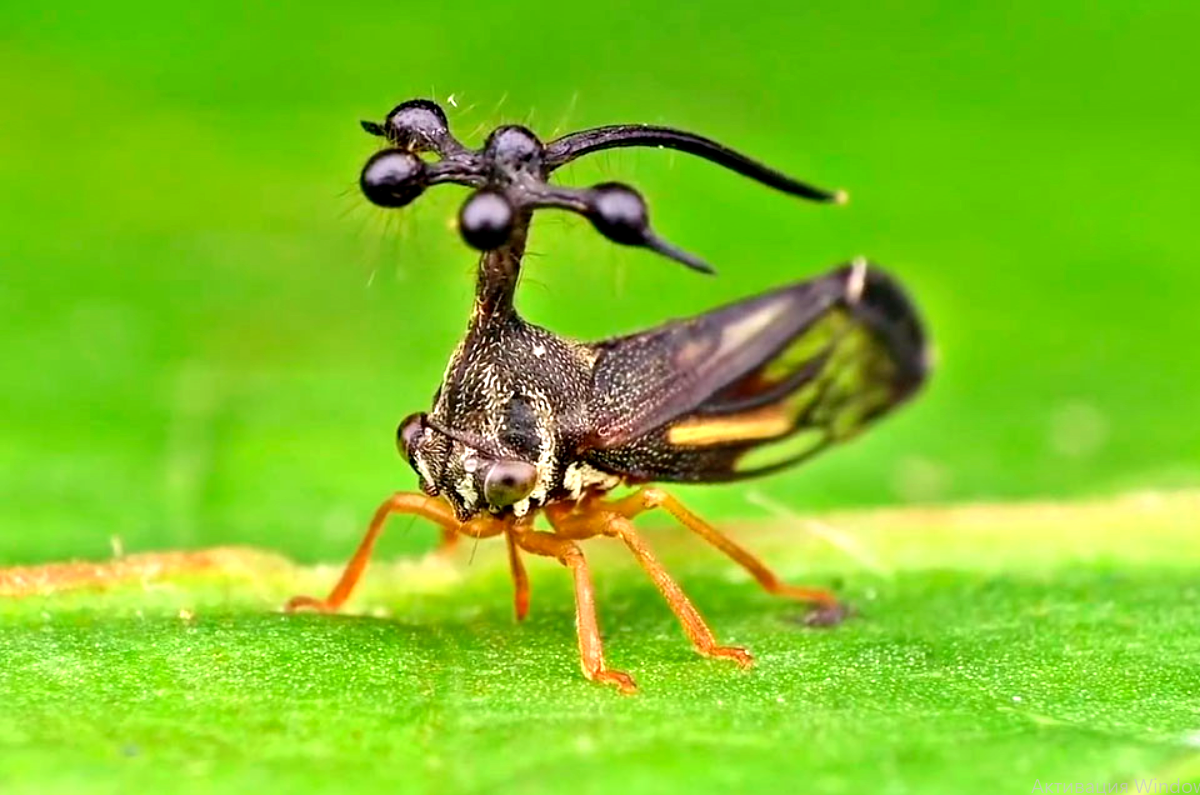 Бразильская горбатка. Жук Горбатка. Бразильская Горбатка (Bocydium globulare). Бразилия Горбатка Жук. Горбатка бразильская насекомое.
