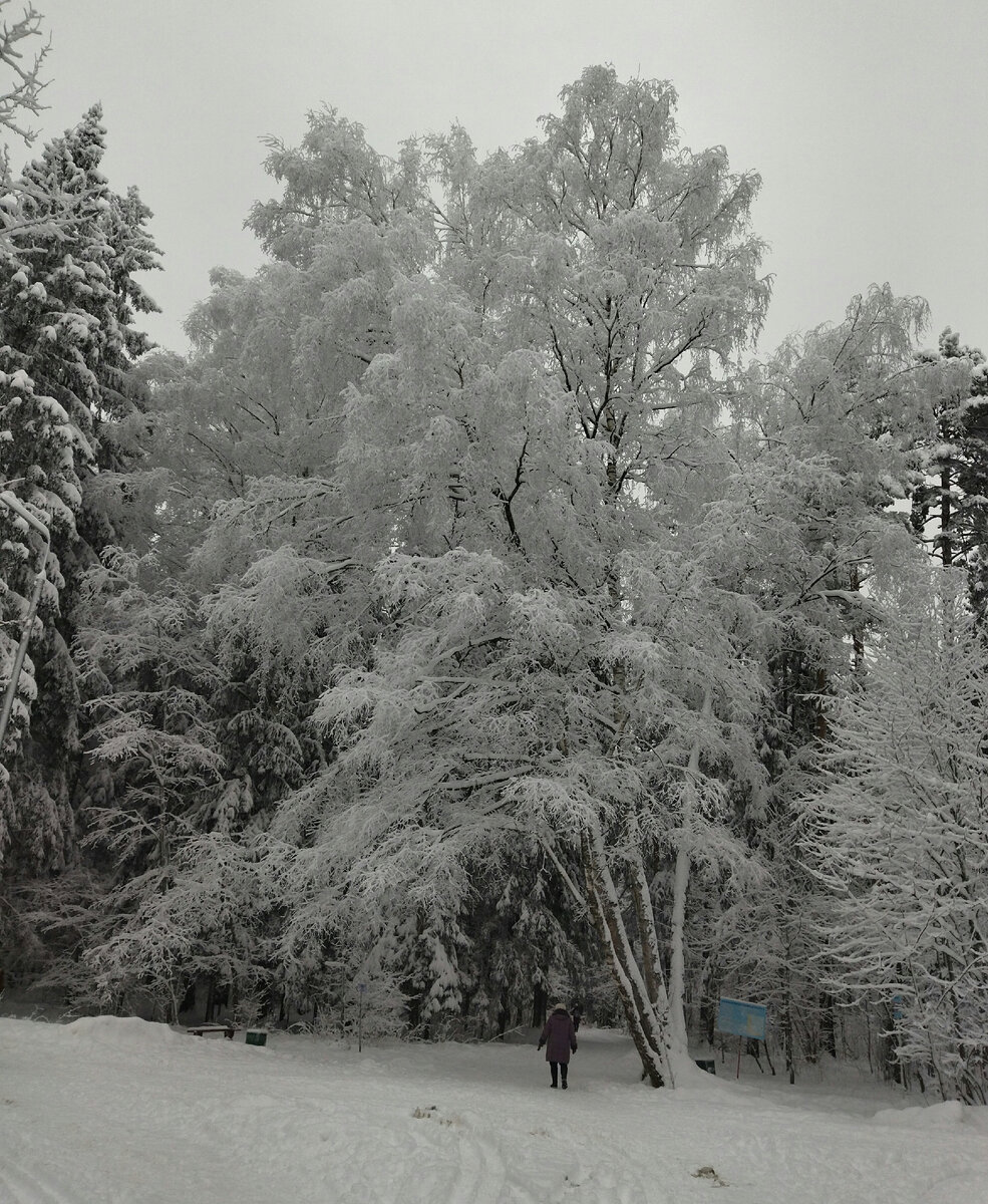 Зимняя аллейка