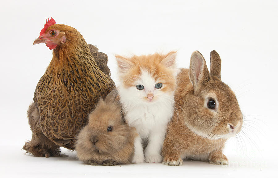 Взято с просторов интернета для иллюстрации