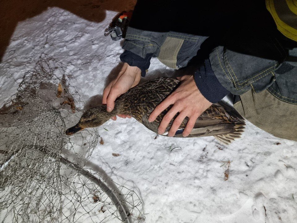     Зимой уткам без помощи людей приходится туго. Фото: ОПСО «СпасРезерв»